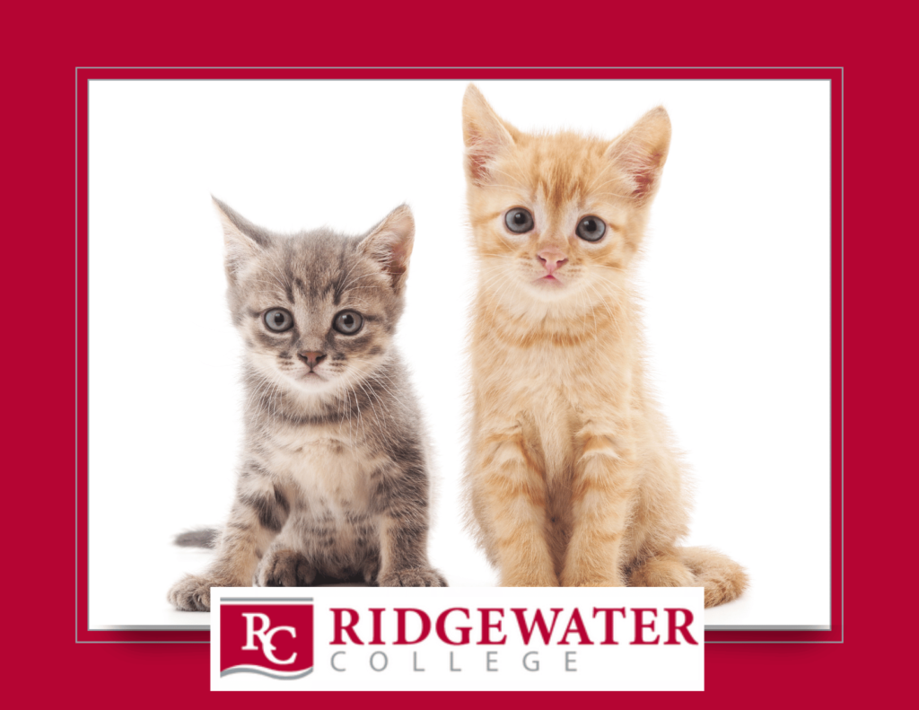 Ridgewater Vet Tech Post Card Idea with two kittens